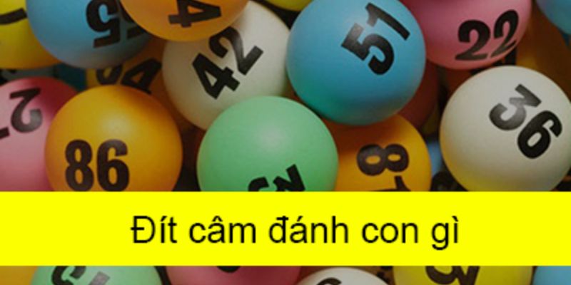 Đít 2 câm mai đánh con gì